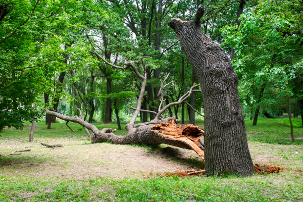 How Our Tree Care Process Works  in  Whitehall, MI