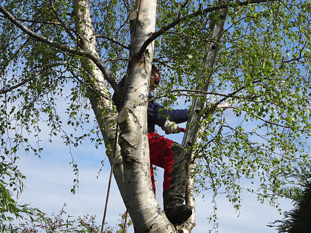 Professional Tree Removal Services in Whitehall, MI